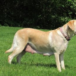 Dakota - Labrador Retriever