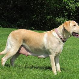 Dakota - Labrador Retriever