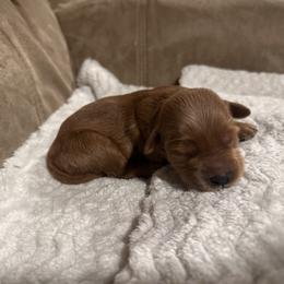 Ruby - Apricot female Goldendoodle puppy in Graham, North Carolina from Geise Meadow Doodles