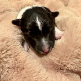 STORMY - Black & white male Toy Shetland Sheepdog puppy in Livonia, Michigan from M7’s Shelties, Toonies & AussieDoodles