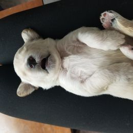 Goldendoodle Puppies from Masondixondoodles