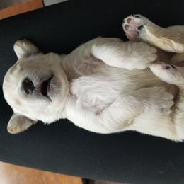 Goldendoodle Puppies from Masondixondoodles