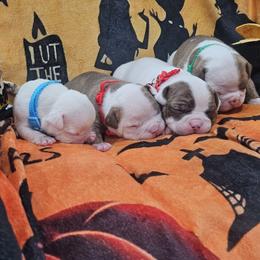 Fas 2 - White and red male American Bulldog puppy in Homestead, Florida from BackyardfinestBullys