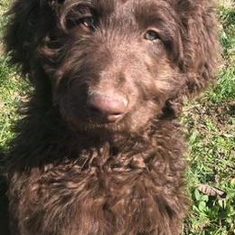 Goldendoodles and Poodles from Center Hill Poodles