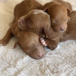 Cavapoo puppies from Small Town Cavaliers