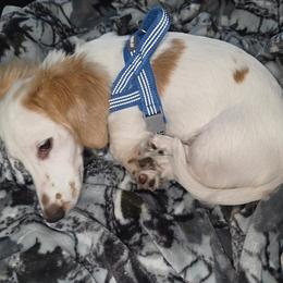 Dachshund All Grown Up from melissa Milano