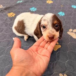 Serena - Piebald female Dachshund puppy in Magnolia, Texas from Carrie’s Countryside Dachshunds