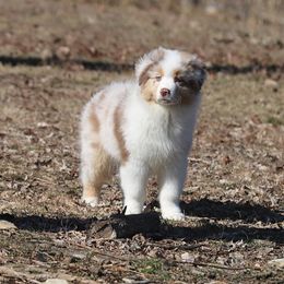 Australian Shepherd Puppies from T4 Australian Shepherds