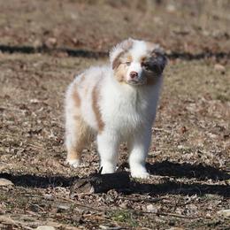 Australian Shepherd Puppies from T4 Australian Shepherds