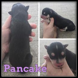 Pancake - Black and white female Siberian Husky puppy in Wheeler, Michigan from Haase Family Kennels