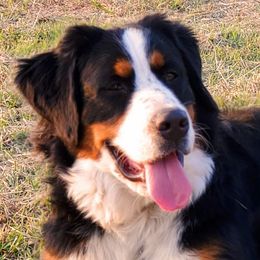 Mia - Bernese Mountain Dog