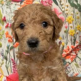 Mandarin - Red  female Goldendoodle puppy in Chattanooga, Tennessee from Scenic City Doodles