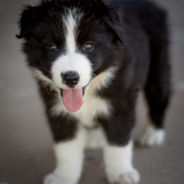 Border Collie Puppies from Shill Border Collies