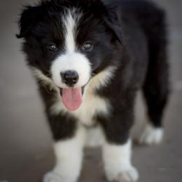 Border Collie Puppies from Shill Border Collies