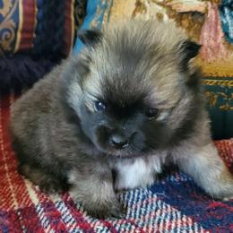 Jet - Beaver sable male Pomeranian puppy in Bellevue, Iowa from Fluffy Wonders Poms and Doodles