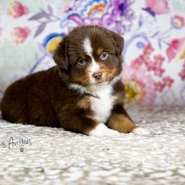 Miniature Australian Shepherd and Toy Australian Shepherd Puppies from Pistol Paws Aussies
