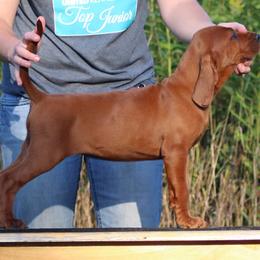 Labrador Retriever and Redbone Coonhound Puppies from Rimfire Kennels