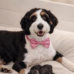Maggie - Bernedoodle