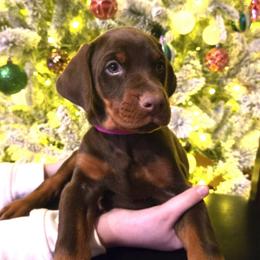 Miss Heloise - Red and rust female Doberman Pinscher puppy in Chagrin Falls, Ohio from Schloss Velburg Dobermanns