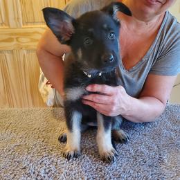 Tan Girl - Gray sable female Shiloh Shepherd puppy in Caneadea, New York from Strauss Haus Shepherds