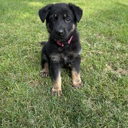 German Shepherd Puppies from Vermachtnis German Shepherds