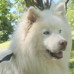 Sadi - Siberian Husky