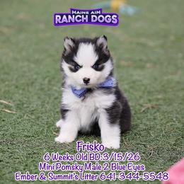 Frisko - Black and white male Pomsky puppy in Humeston, Iowa from M.A.R. Dogs