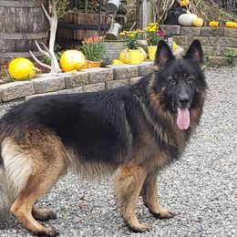 Jax  - German Shepherd
