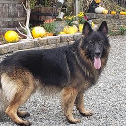 Jax  - German Shepherd