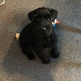 Standard Schnauzer Puppies from Stahlkrieger Standard Schnauzers