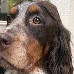 English Springer Spaniels from Kristen Kelly
