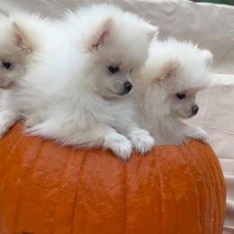 Pomeranian Puppies from Pomeranian Puppies