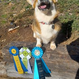 Cola - Pembroke Welsh Corgi