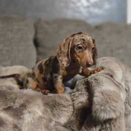 Chocolate dapple male - Dapple male Dachshund puppy in Hesperia, California from VOM HAUSE Imperial