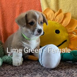 Girl 2 - Lime Green Collar - Sable female Pembroke Welsh Corgi puppy in Alexandria, Minnesota from Tammy Gorham Corgis