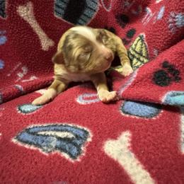 Red merle - Red merle female Toy Australian Shepherd puppy in Billings, Montana from Chapman's Aussies