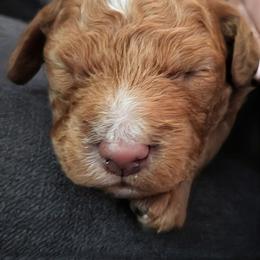 Toast - Red  male Goldendoodle puppy in Tucson, Arizona from Ever After Doodles Arizona