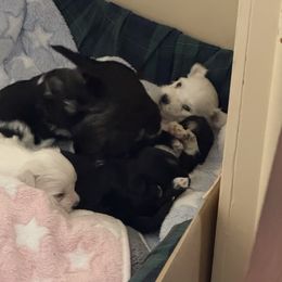 Coton de Tulear Puppies from Avana Cotons