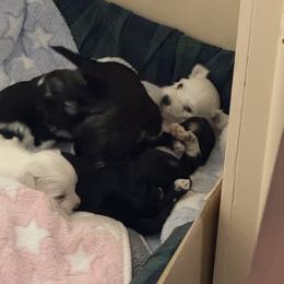 Coton de Tulear Puppies from Avana Cotons