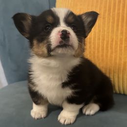 Pembroke Welsh Corgis from The Hallway Farm