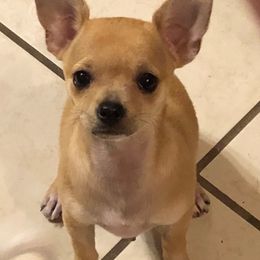 Chihuahuas from Oreokennels