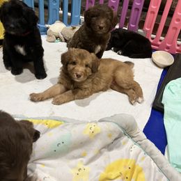 Assorted Doodle Crosses and Goldendoodle Puppies from Huff Family Farm & Doodles