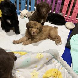 Assorted Doodle Crosses and Goldendoodle Puppies from Huff Family Farm & Doodles