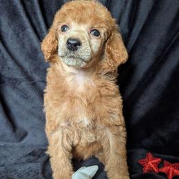 Odin - Red  male Poodle puppy in Magnolia, Texas from Celestial Jewels Poodles