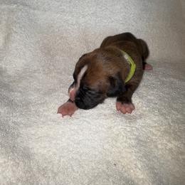 Light Green - Brindle male Boxer puppy in Chatham, Virginia from Anthony Deak