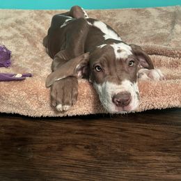Great Dane Puppies from Guilty Pleasure Great Danes