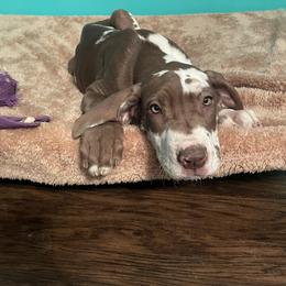 Great Dane Puppies from Guilty Pleasure Great Danes