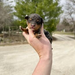 F1b Lenny - Merle male Cavapoo puppy in Wamego, Kansas from Doodles of Oz