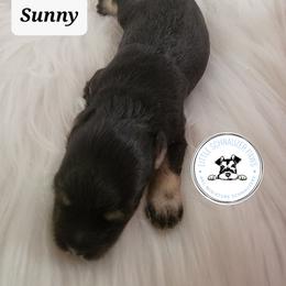 Miniature Schnauzer Puppies from Little Schnauzer Paws
