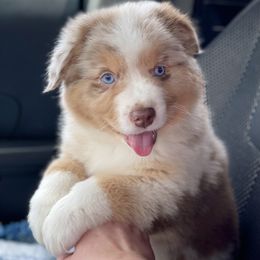 AJ - Australian Shepherd puppy in Coldwater, Michigan from Northern Star Australian Shepherds